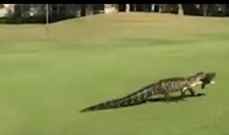 تمساح يقتحم مباراة للغولف في فلوريدا