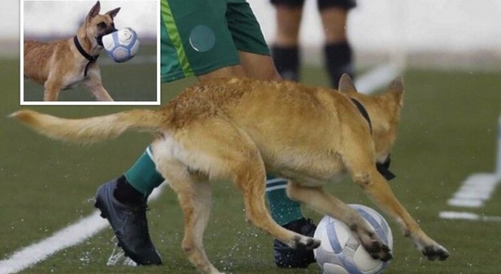 موقف طريف.. كلب يقتحم مباراة في تونس ويخطف الكرة من اللاعبين ويتلفها