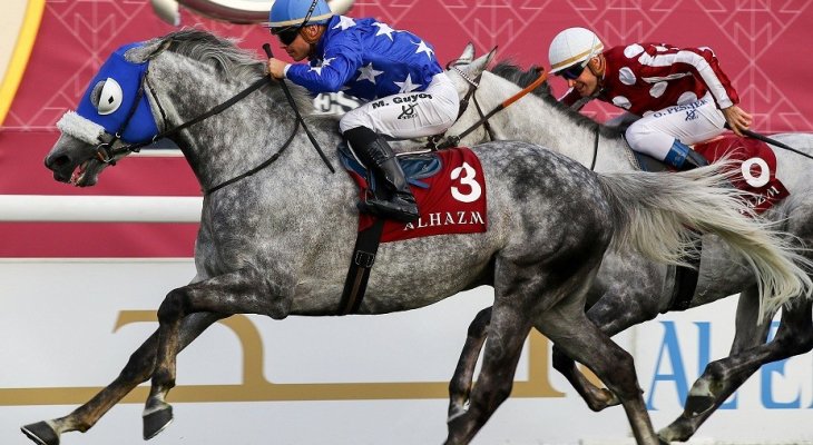 سباق قطر إنترناشونال ستيكس يستقطب أفضل الجياد العربية الاصيلة