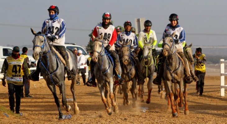 &quot;سباق القدرة&quot; للخيول العربية الأصيلة في ميدان &quot;قرية الامارات&quot; 