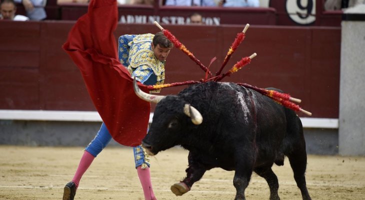 عودة مباريات مصارعة الثيران في اسبانيا 