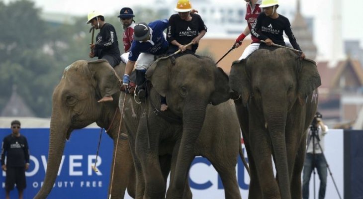 إلغاء لعبة "بولو الأفيال" في تايلاند