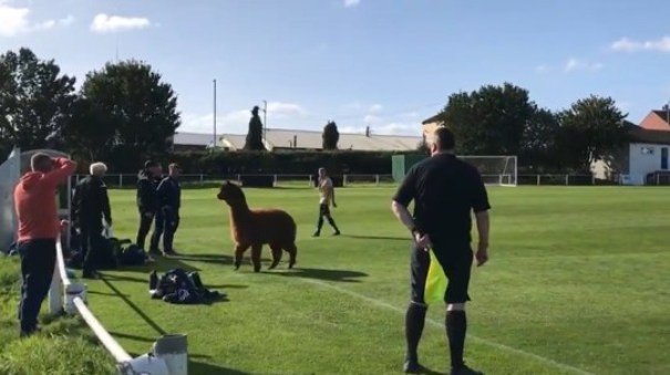 حيوان الباكا يقتحم ملعب مباراة في انكلترا