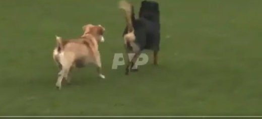 حيوانات تقتحم الملعب في مباراة بين إيطاليا وأوكرانيا
